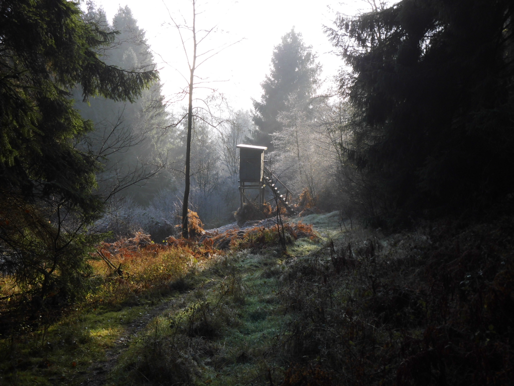 Ein Hochsitz auf einer Waldlichtung im Dezember